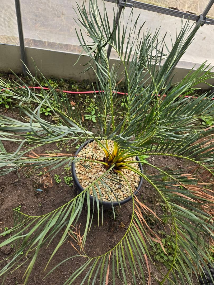 マクロザミア　ムーレイ