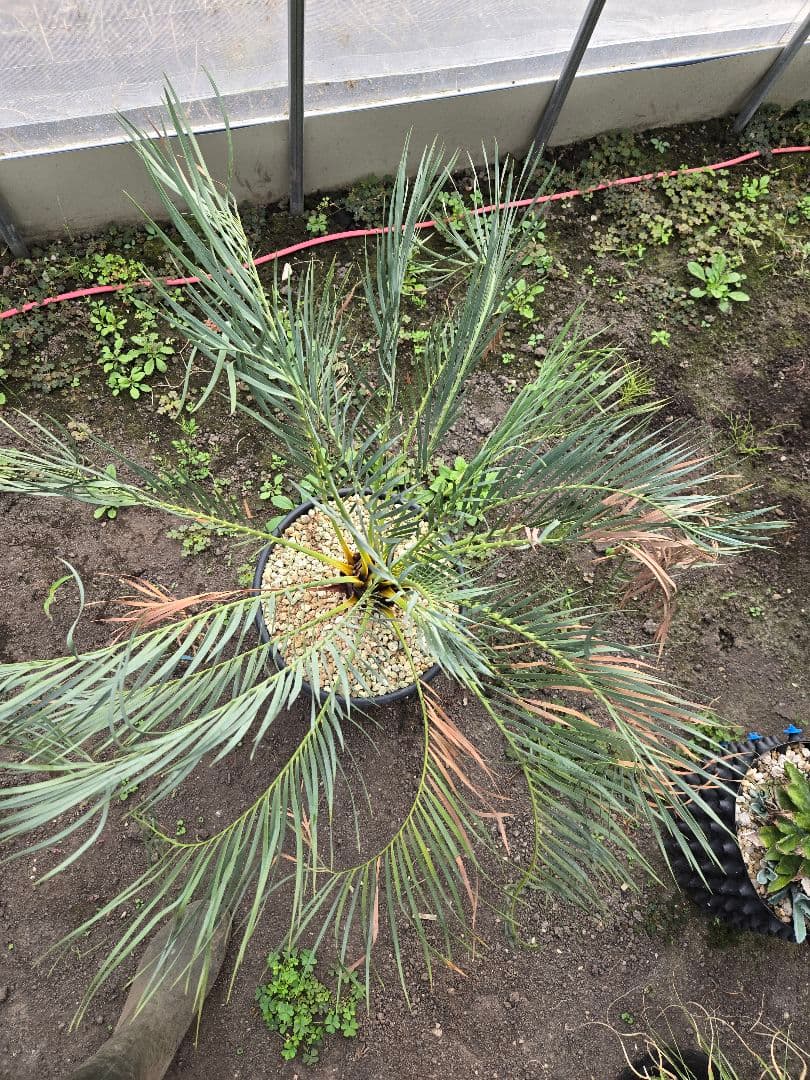 マクロザミア　ムーレイ