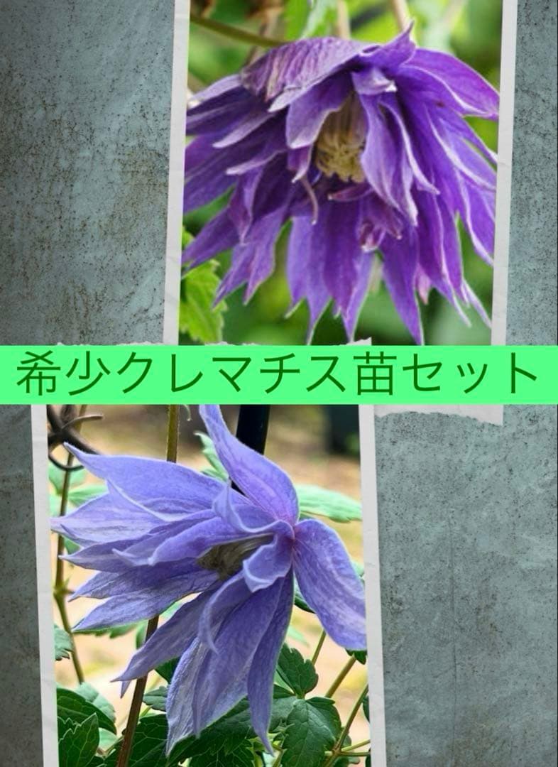 クレマチス苗　花苗　多年草　宿根草　ガーデニング　激レア　生花