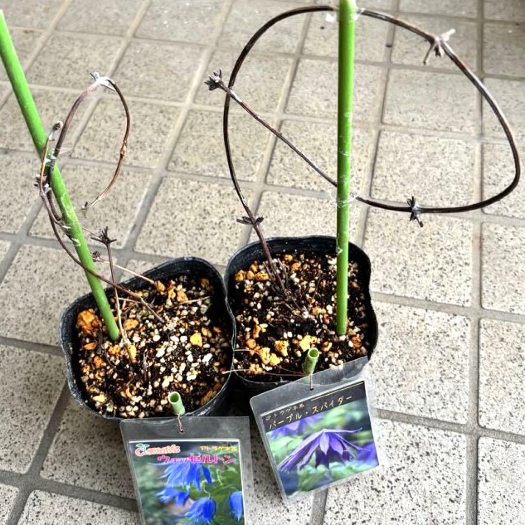 クレマチス苗　花苗　多年草　宿根草　ガーデニング　激レア　生花