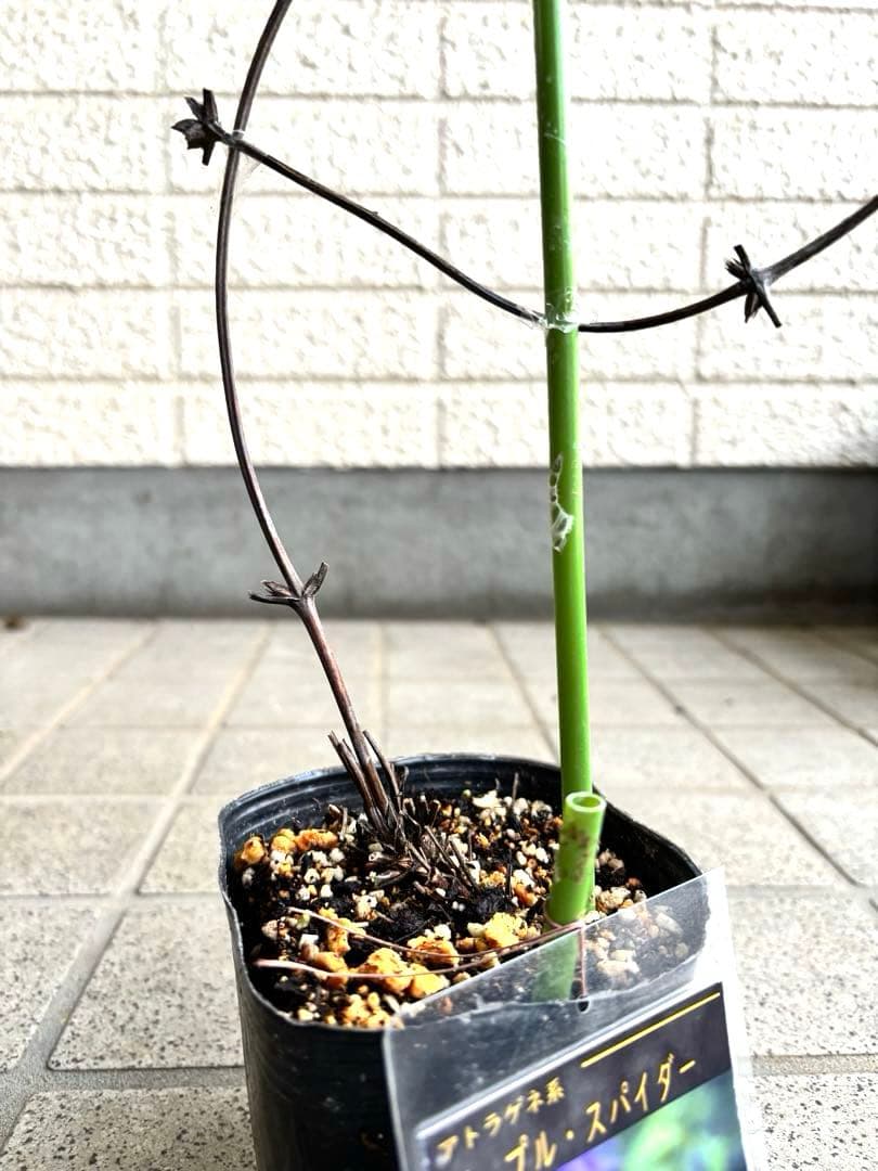 クレマチス苗　花苗　多年草　宿根草　ガーデニング　激レア　生花