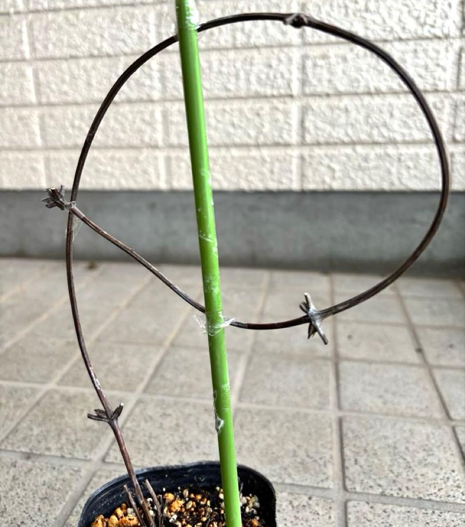 クレマチス苗　花苗　多年草　宿根草　ガーデニング　激レア　生花