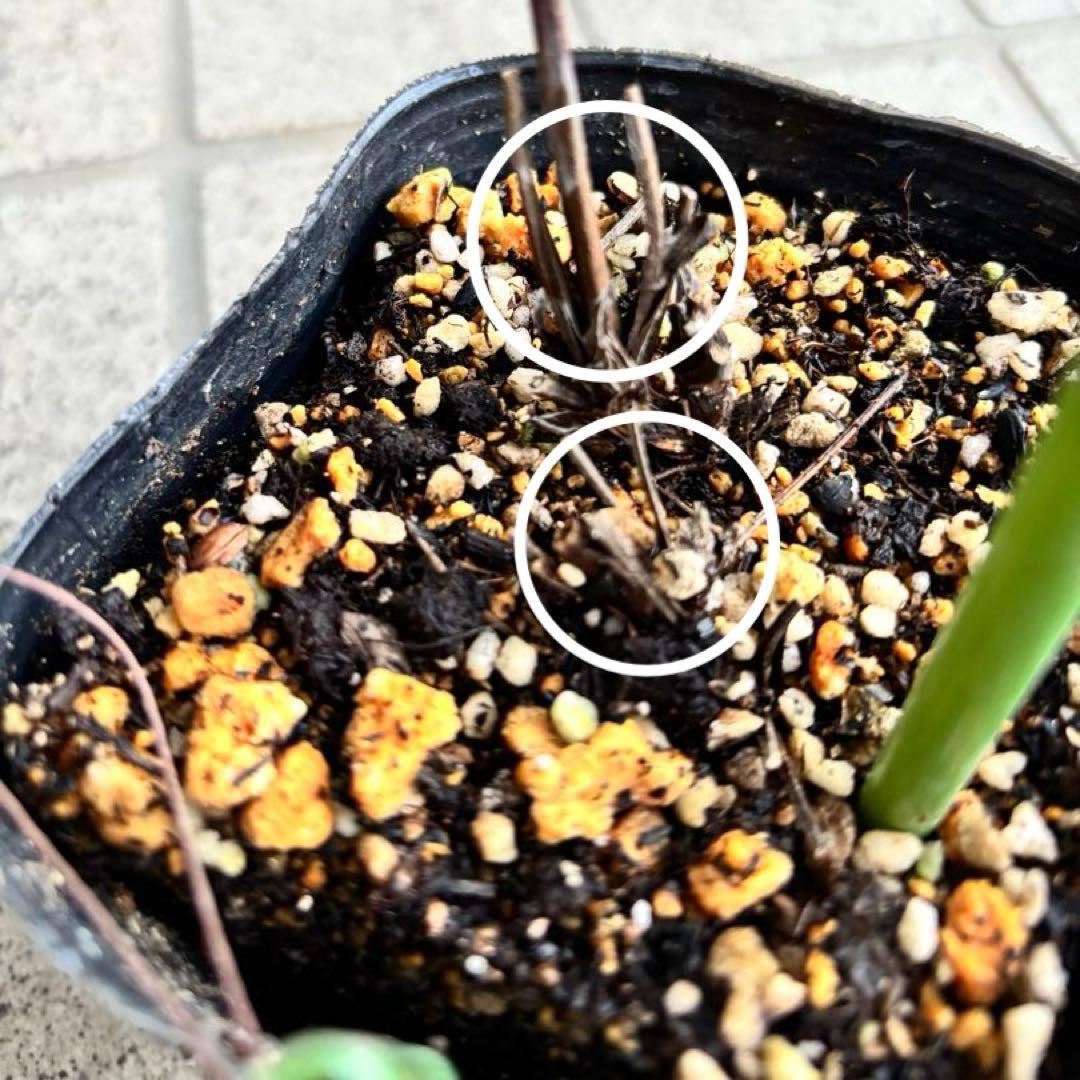 クレマチス苗　花苗　多年草　宿根草　ガーデニング　激レア　生花