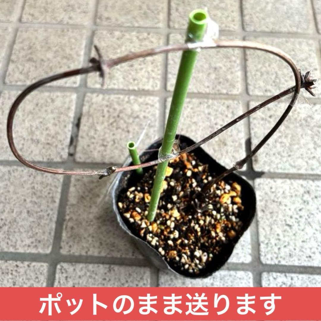 クレマチス苗　花苗　多年草　宿根草　ガーデニング　激レア　生花