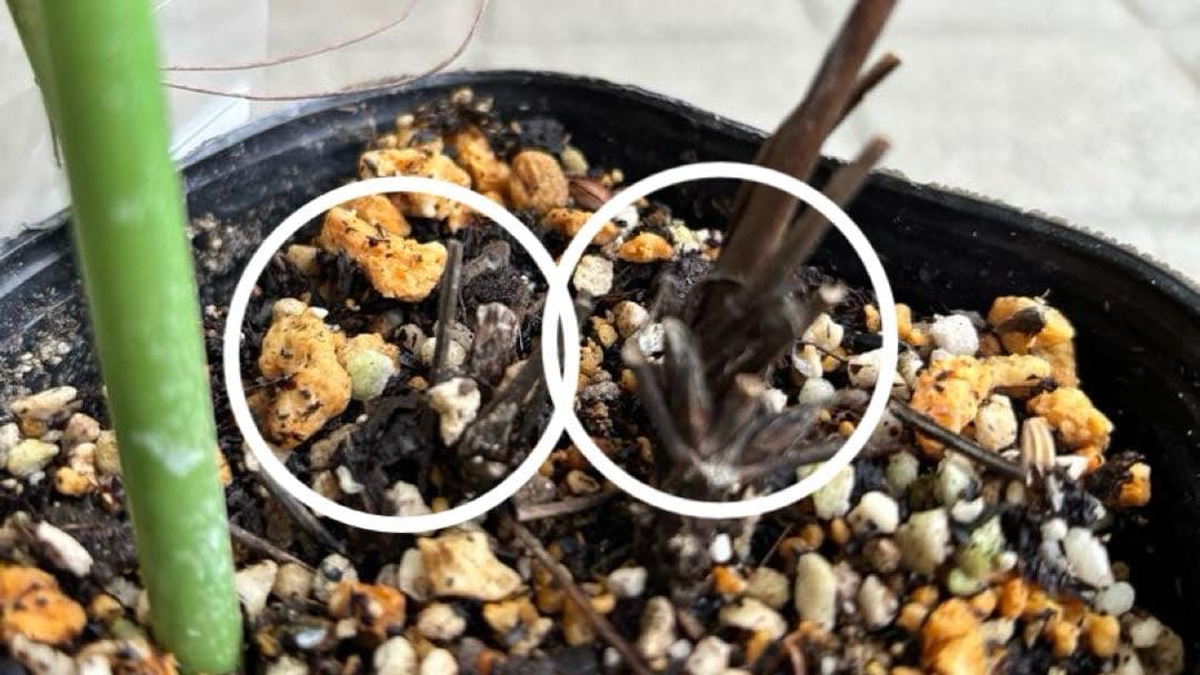 クレマチス苗　花苗　多年草　宿根草　ガーデニング　激レア　生花