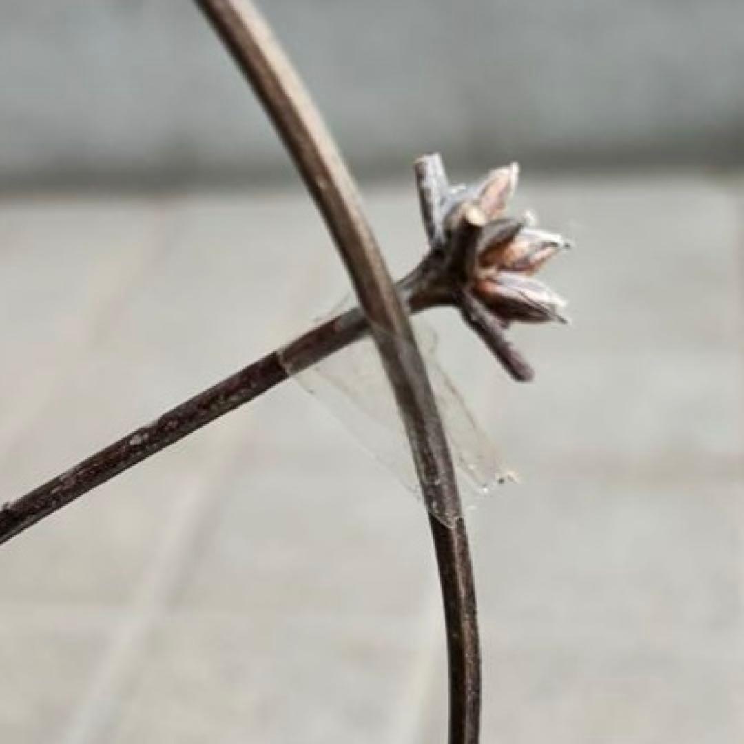 クレマチス苗　花苗　多年草　宿根草　ガーデニング　激レア　生花