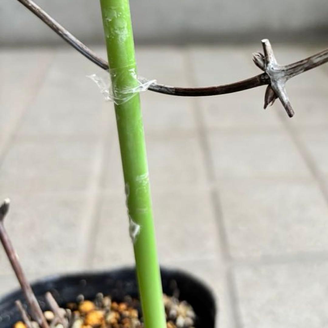 クレマチス苗　花苗　多年草　宿根草　ガーデニング　激レア　生花