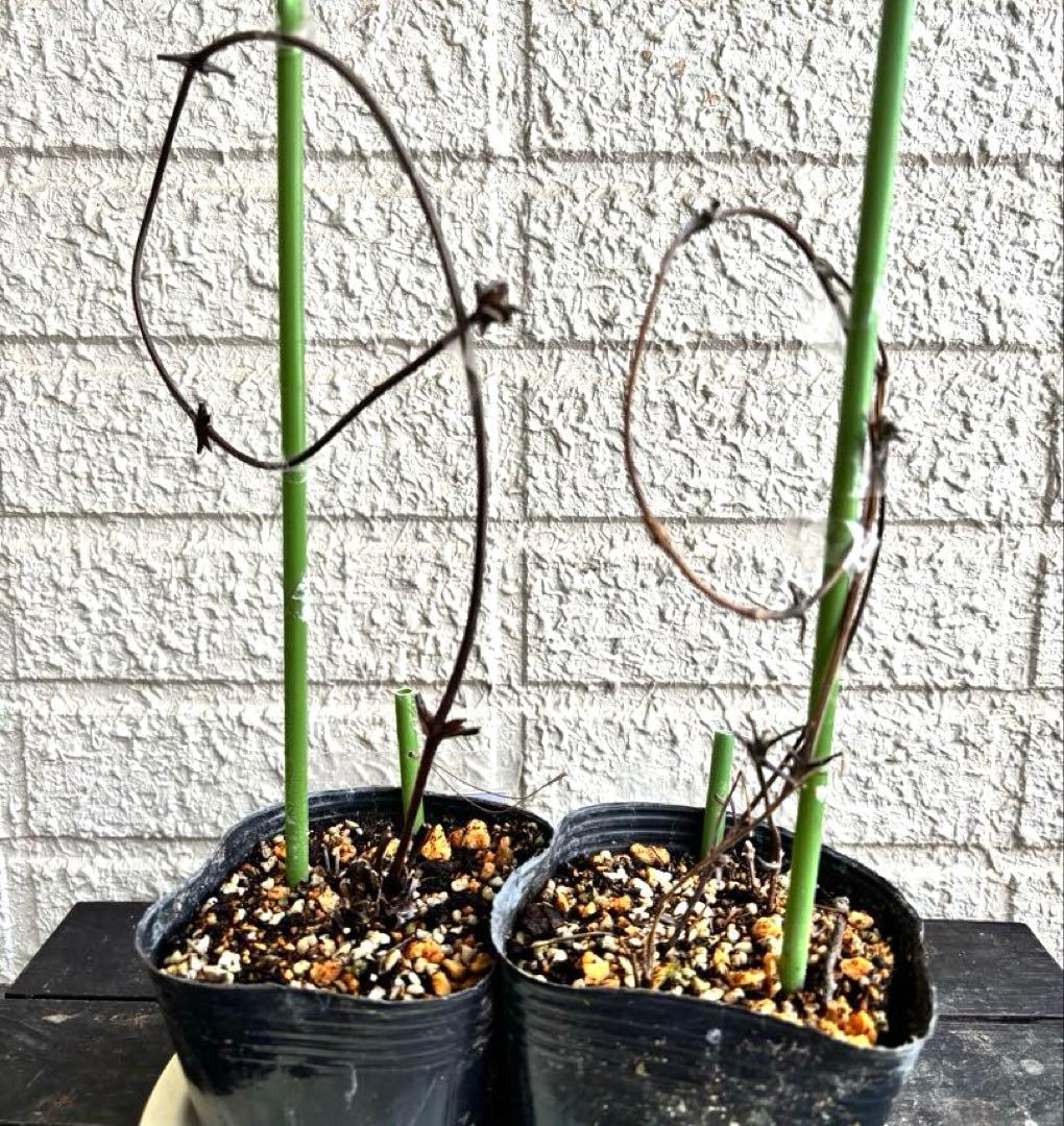 クレマチス苗　花苗　多年草　宿根草　ガーデニング　激レア　生花