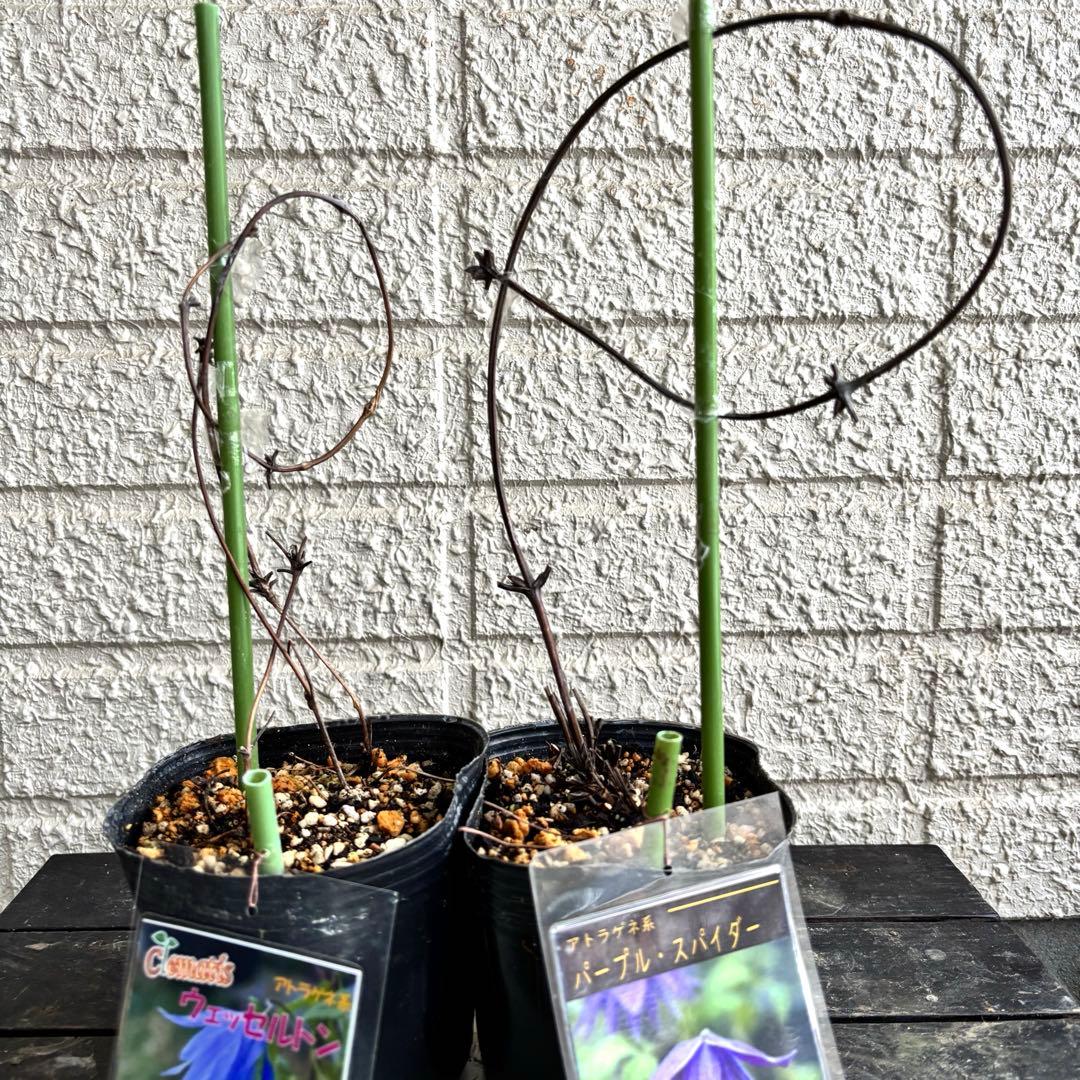 クレマチス苗　花苗　多年草　宿根草　ガーデニング　激レア　生花