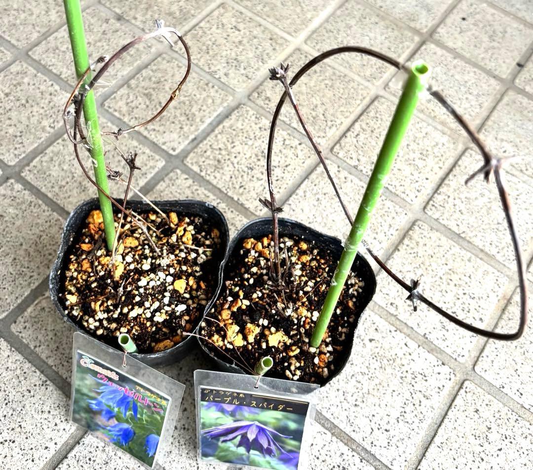 クレマチス苗　花苗　多年草　宿根草　ガーデニング　激レア　生花