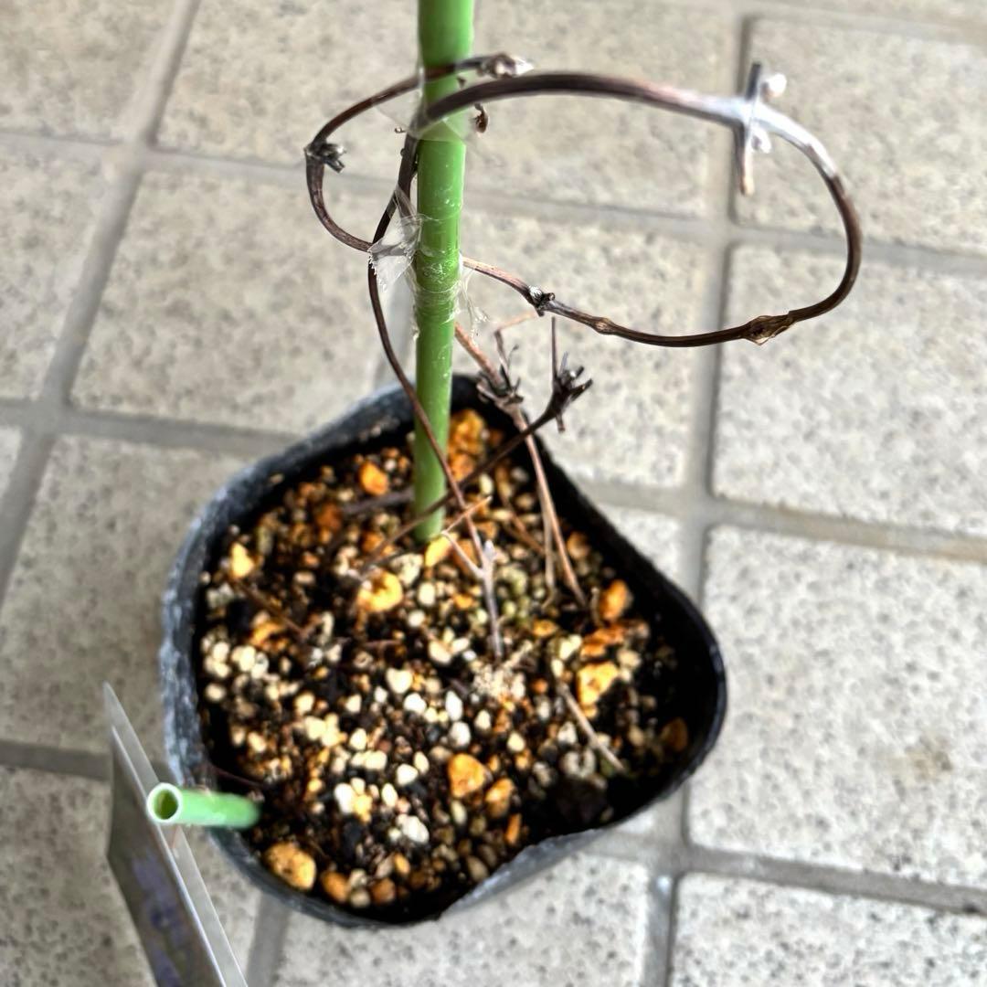 クレマチス苗　花苗　多年草　宿根草　ガーデニング　激レア　生花