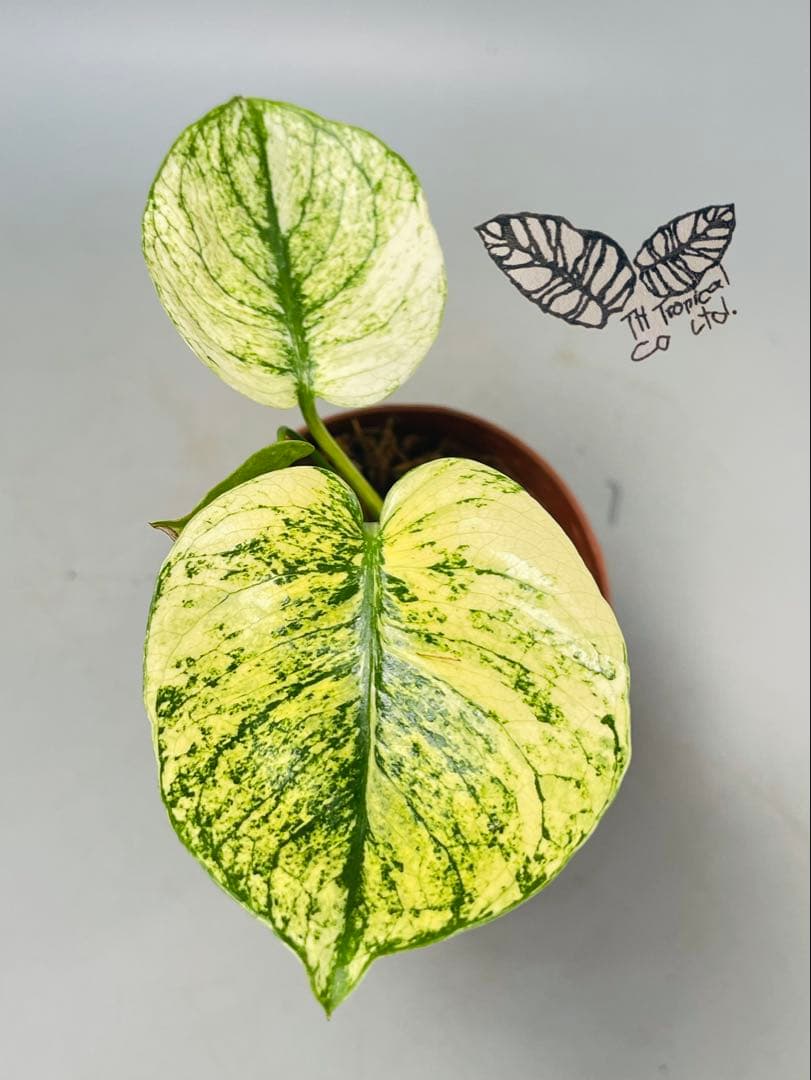 モンステラ　ミント　サイアム 斑入り　Deliciosa Mint Siam ②
