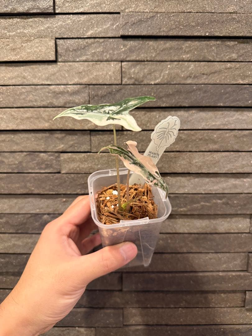 アロカシア ノビリス ピンク“K” ① from mason