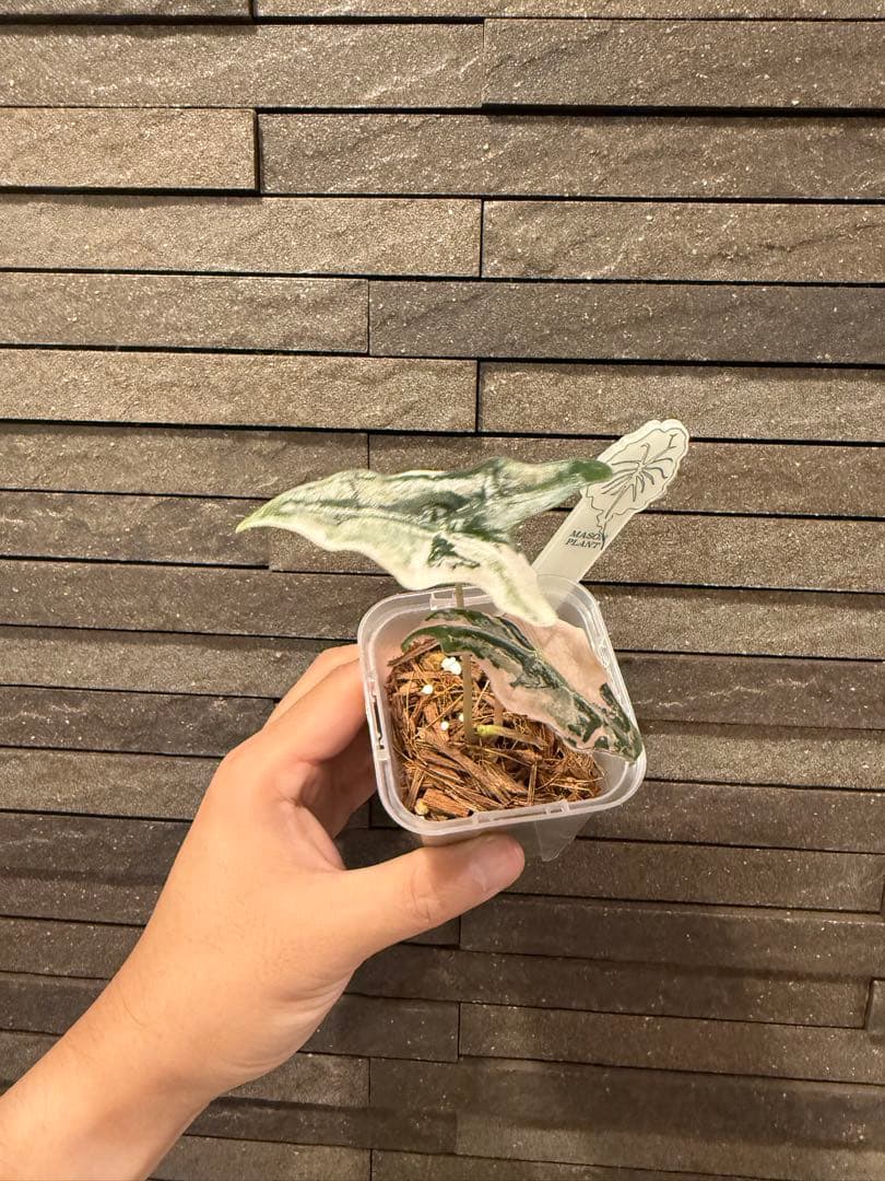 アロカシア ノビリス ピンク“K” ① from mason