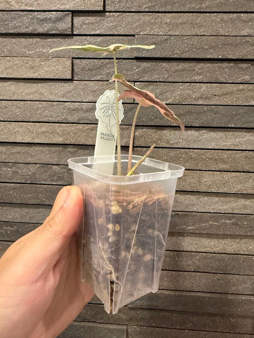 アロカシア ノビリス ピンク“K” ① from mason