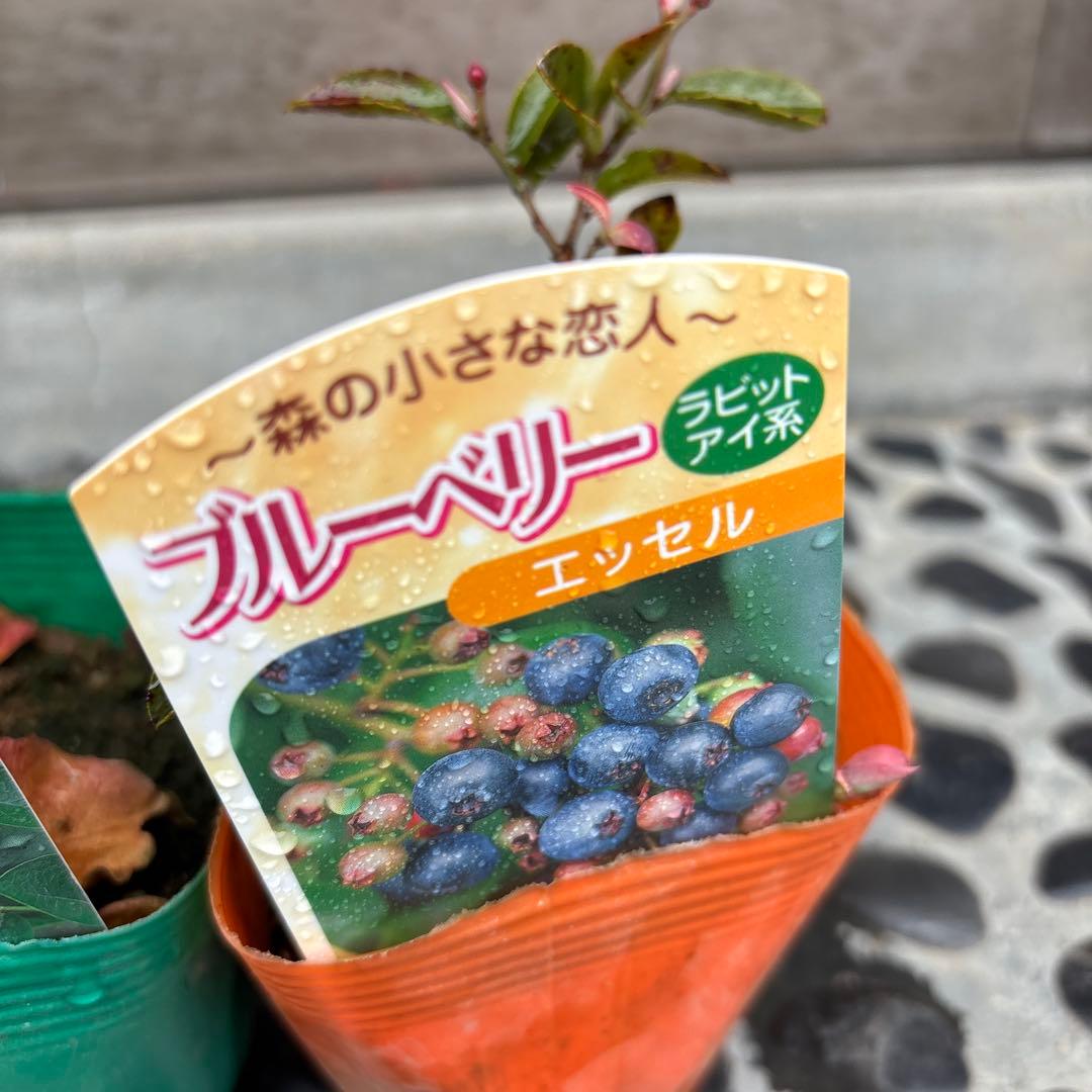 ✨ラビットアイ系ブルーベリー問い合わせ用✨