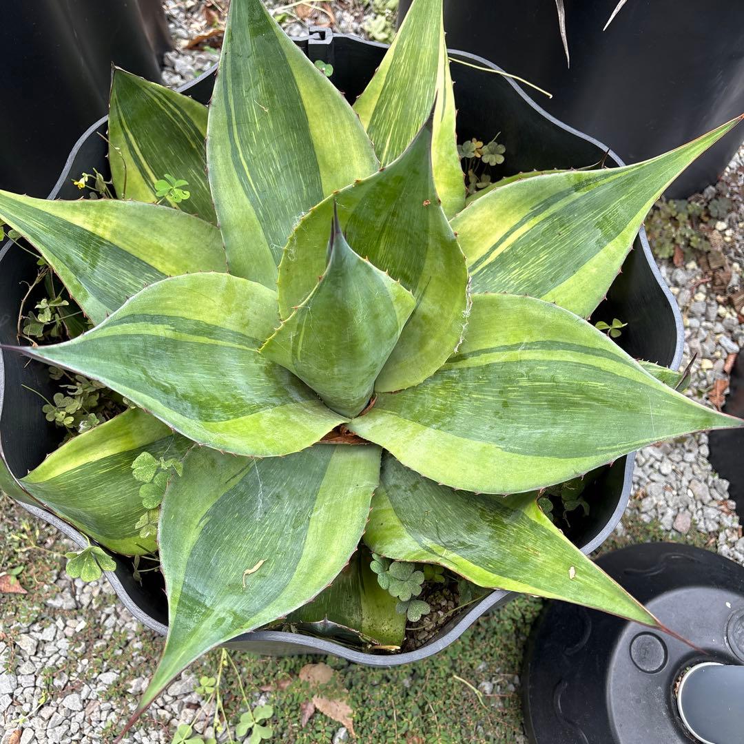 アガベ　オバティフォリア　キラー