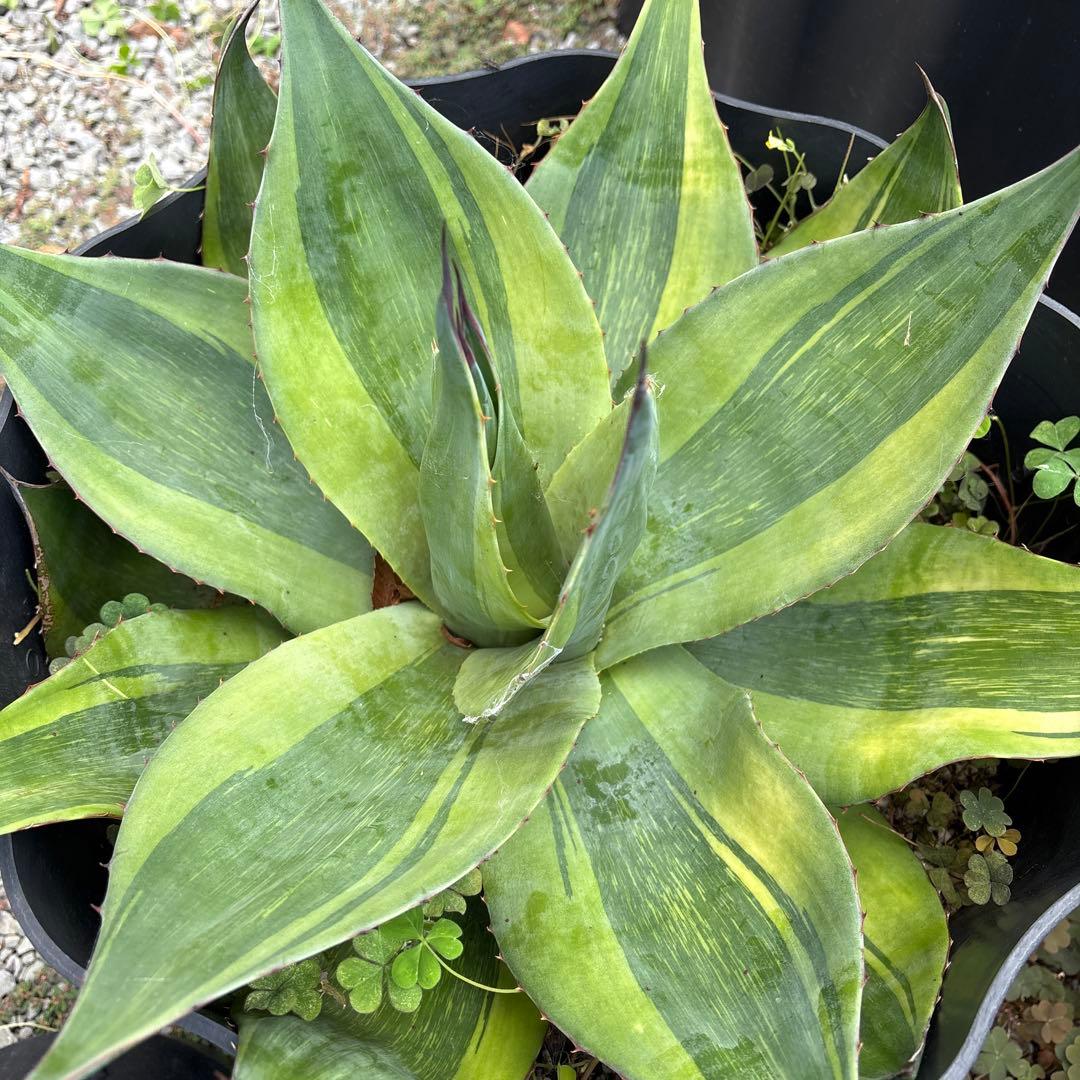 アガベ　オバティフォリア　キラー