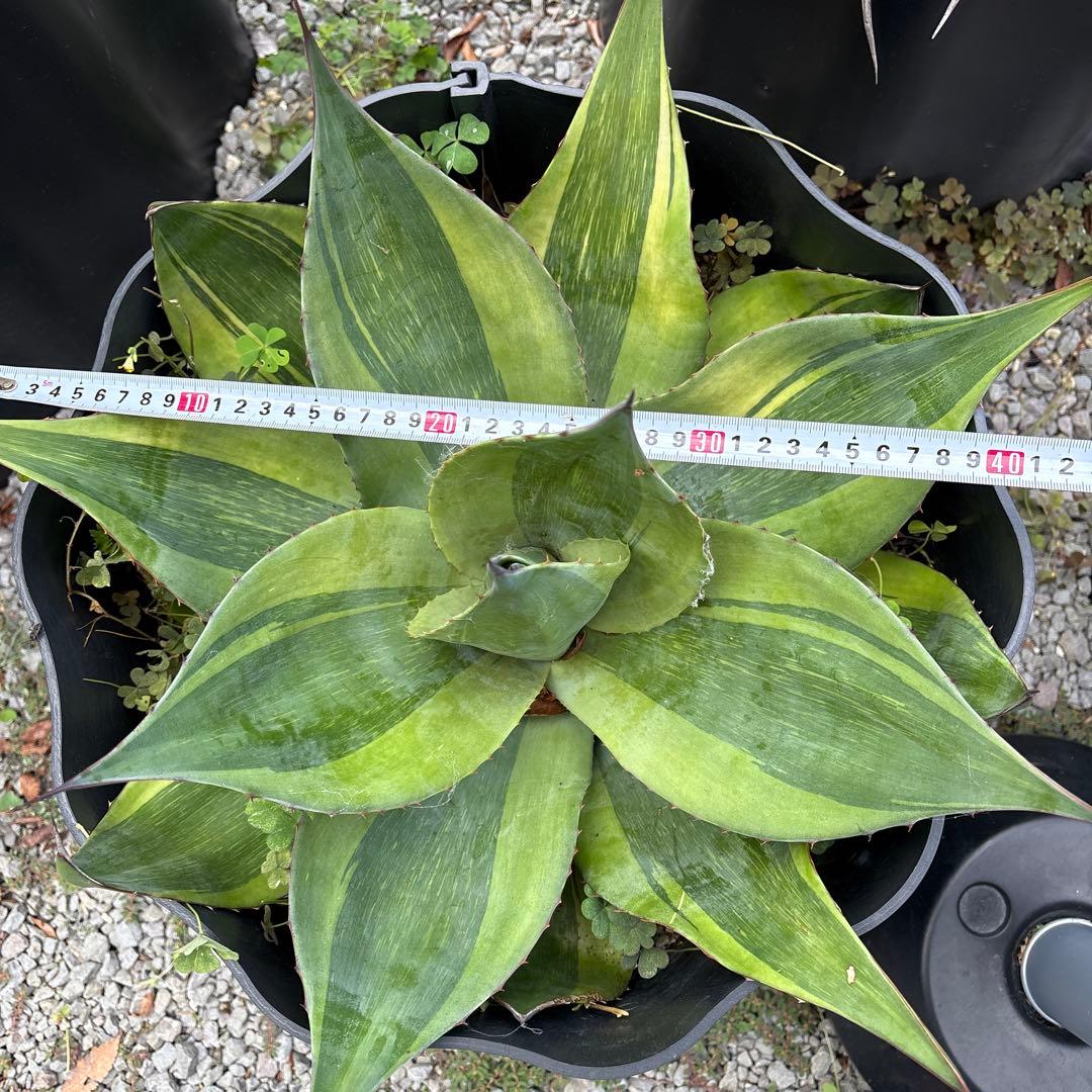 アガベ　オバティフォリア　キラー