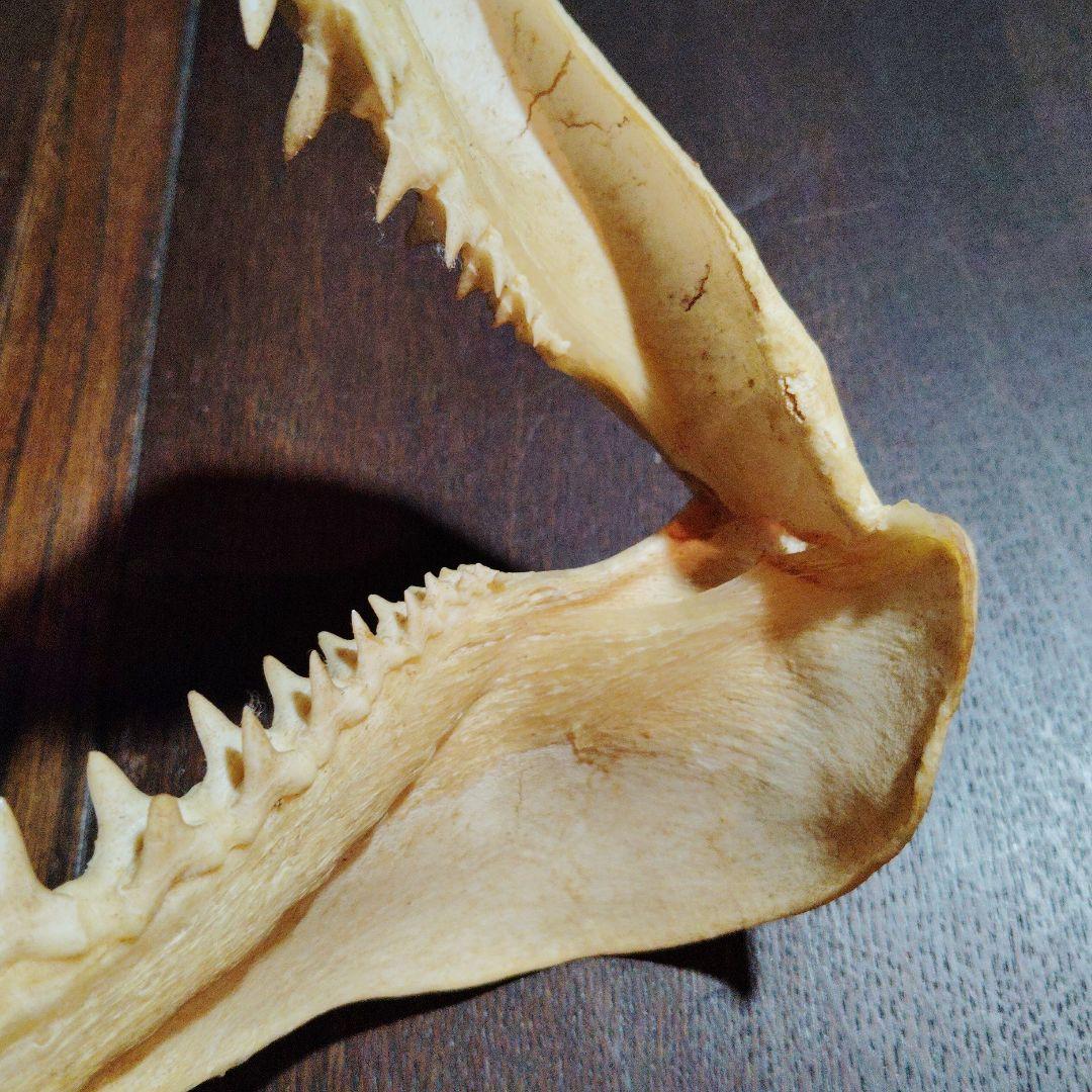 13インチ マコシャークの顎