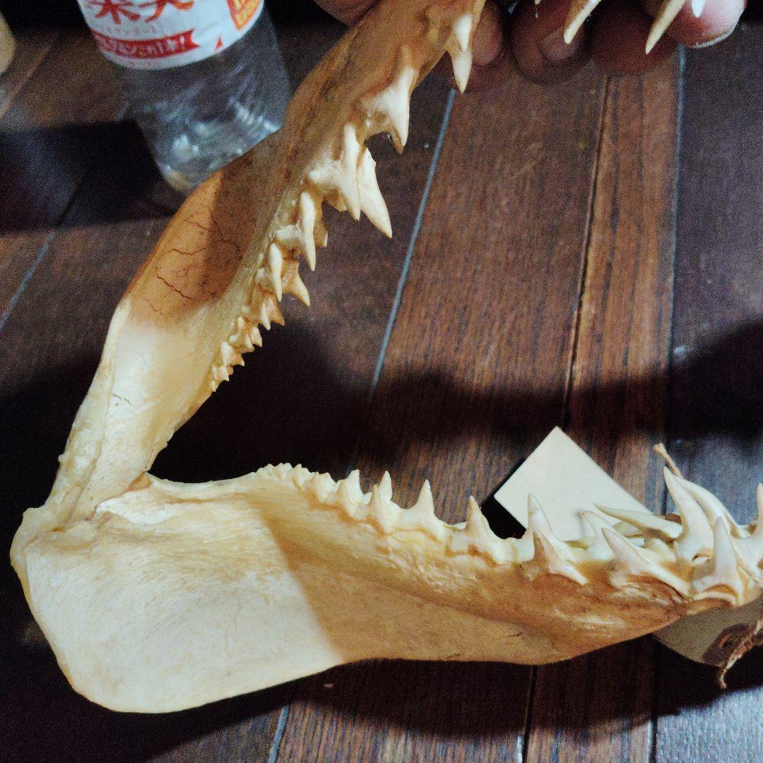 13インチ マコシャークの顎