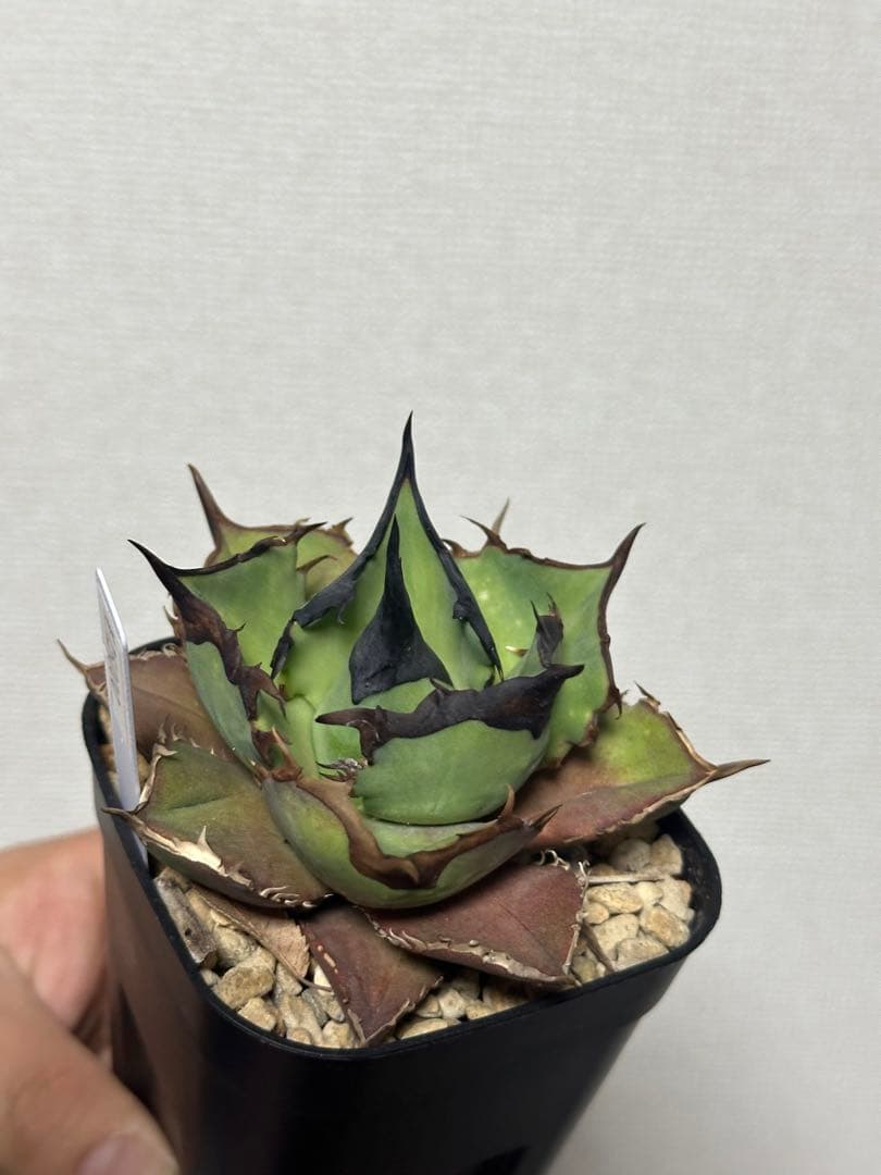 Dennis040 子株　発根済み