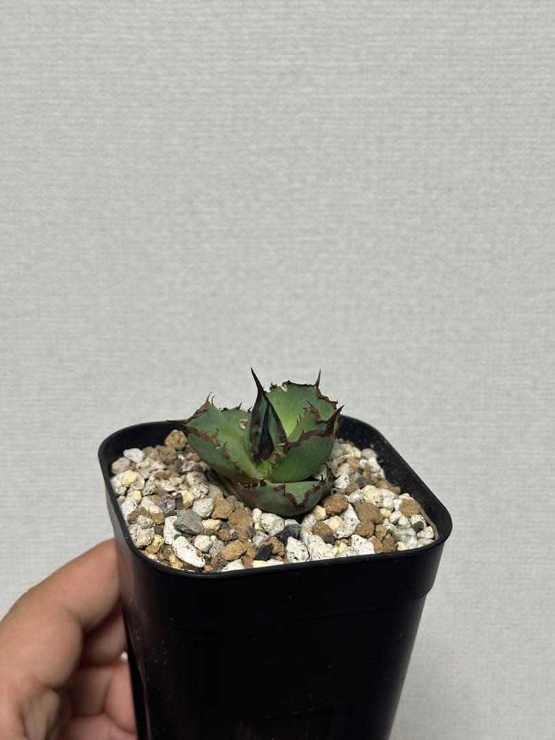 Dennis040 子株　発根済み