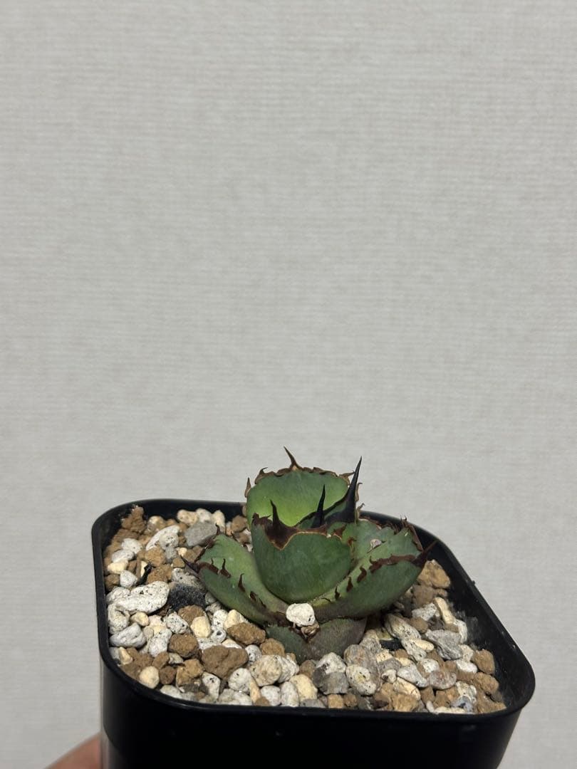 Dennis040 子株　発根済み