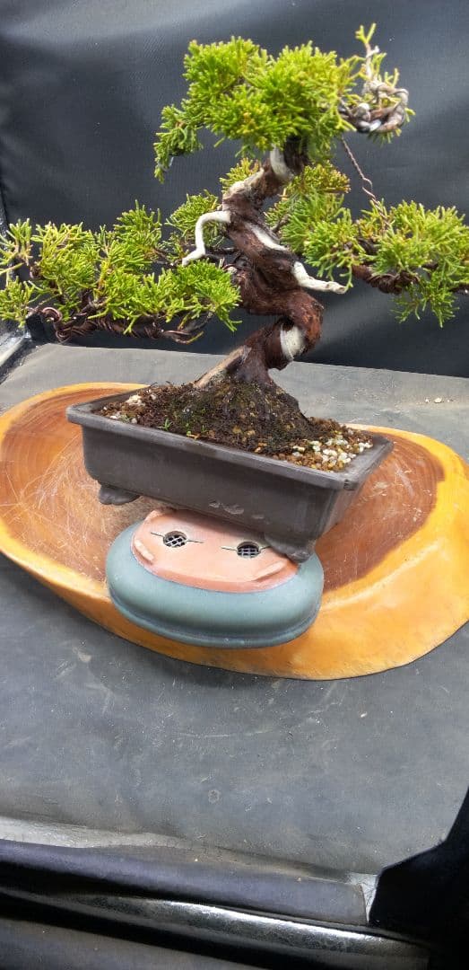 小品盆栽糸魚川真拍