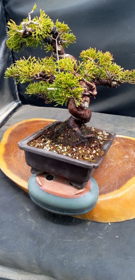 小品盆栽糸魚川真拍