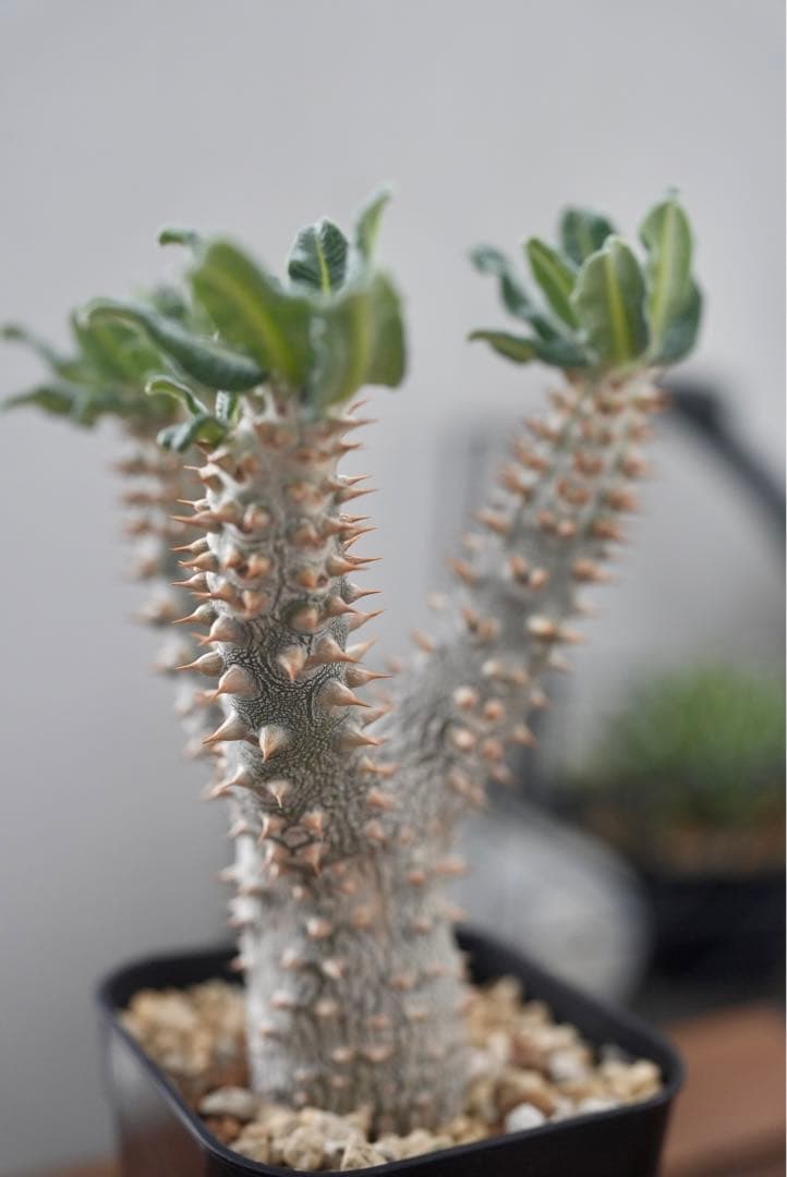 パキポディウム タッキー 大株　開花株