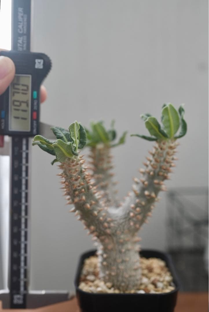 パキポディウム タッキー 大株　開花株