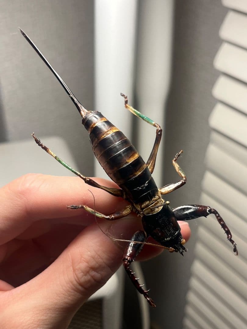 【特大美脚】マッチョキリギリス♀ コロギス リオック