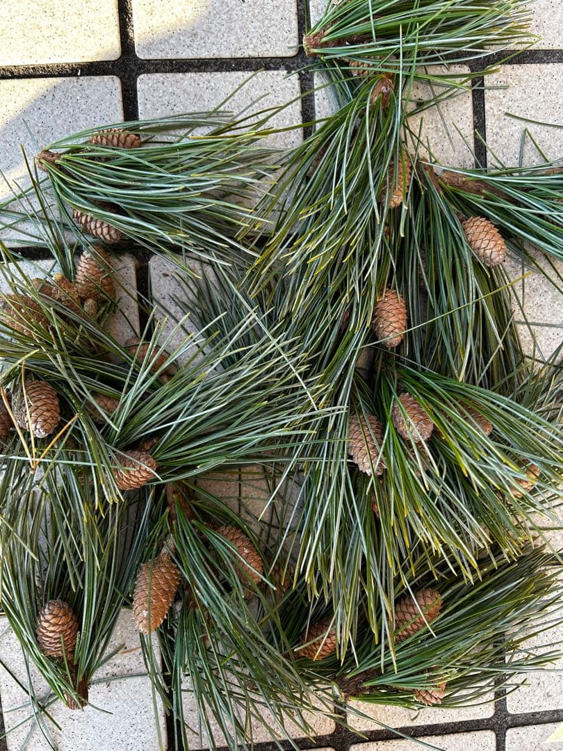 古川康有さま専用　松ぼっくり(松葉付入り)②