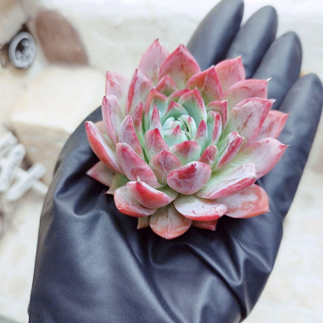 アンジェラ(白粉)◎多肉植物 カット苗 韓国苗 エケベリア等