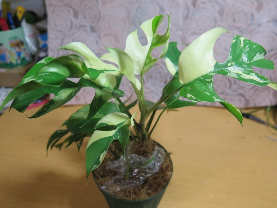 ラフィドフォラ テトラスペルマ パラゴン　 (ヒメモンステラ斑入り）