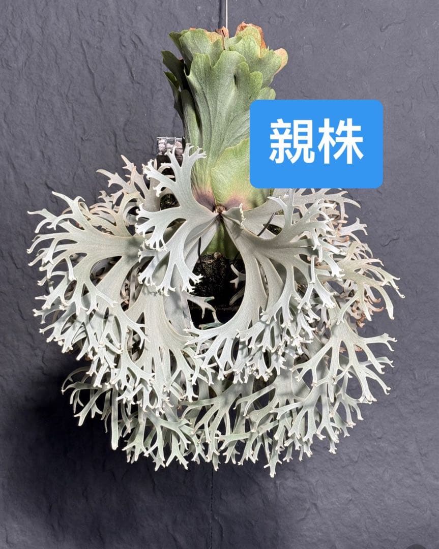 アイスンp.willinckii aysun sporeling