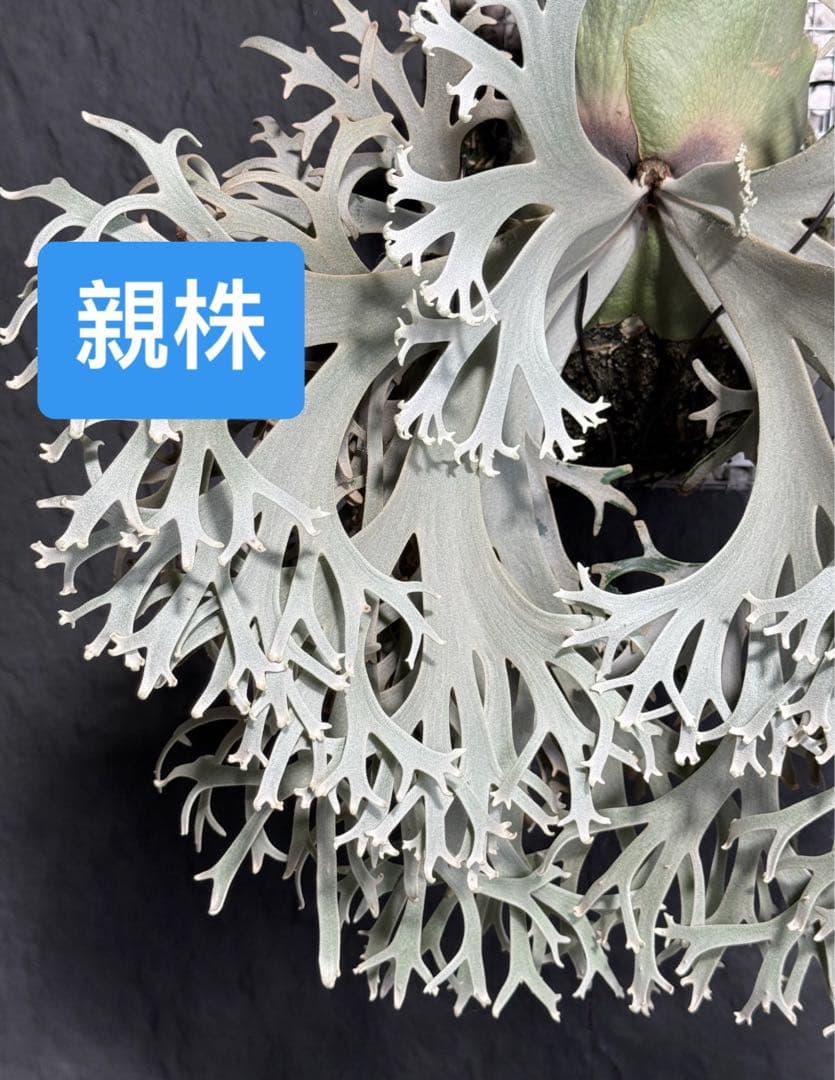 アイスンp.willinckii aysun sporeling