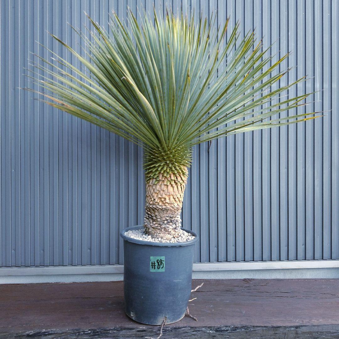 #85 ユッカ ロストラータ yucca rostrata（発根済）