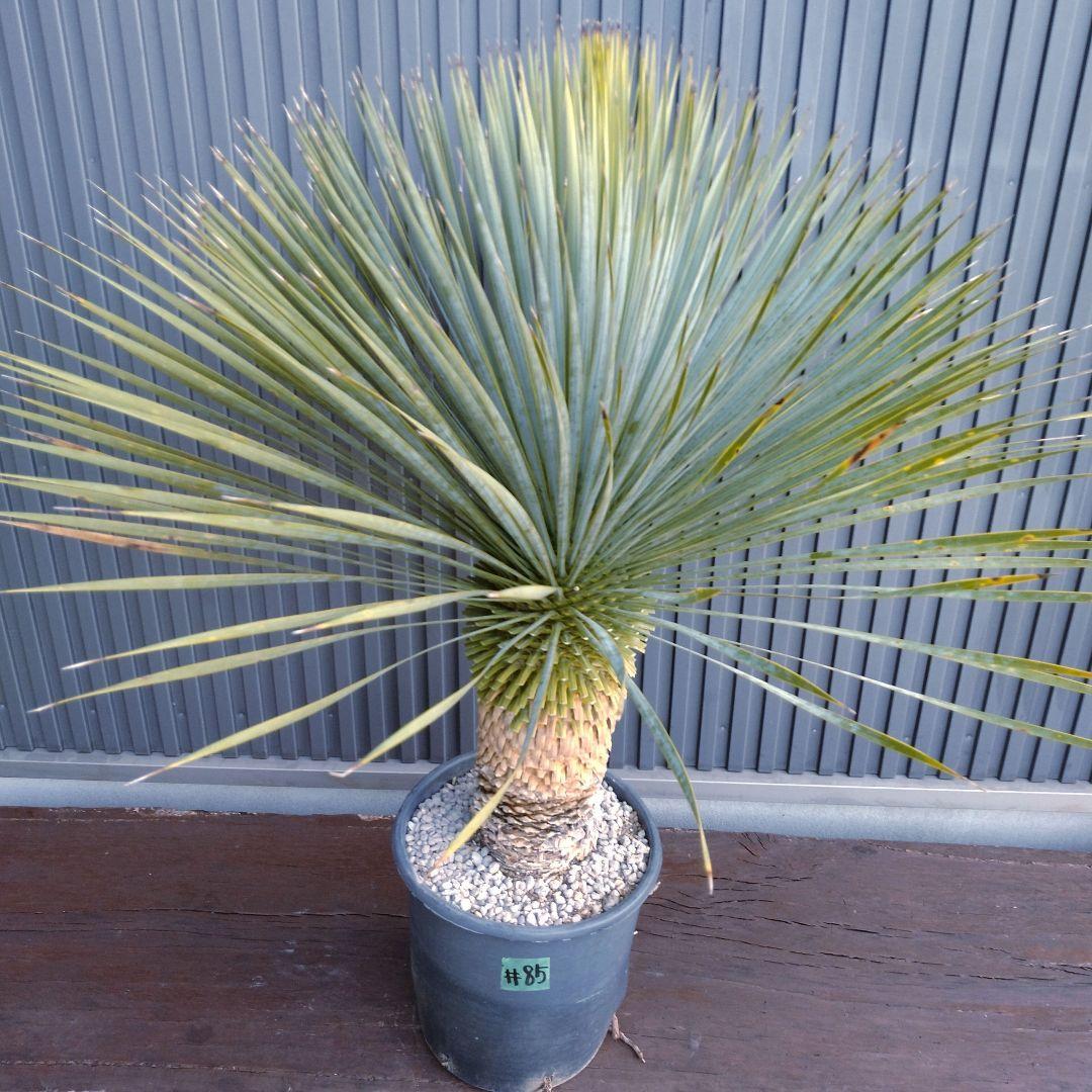 #85 ユッカ ロストラータ yucca rostrata（発根済）