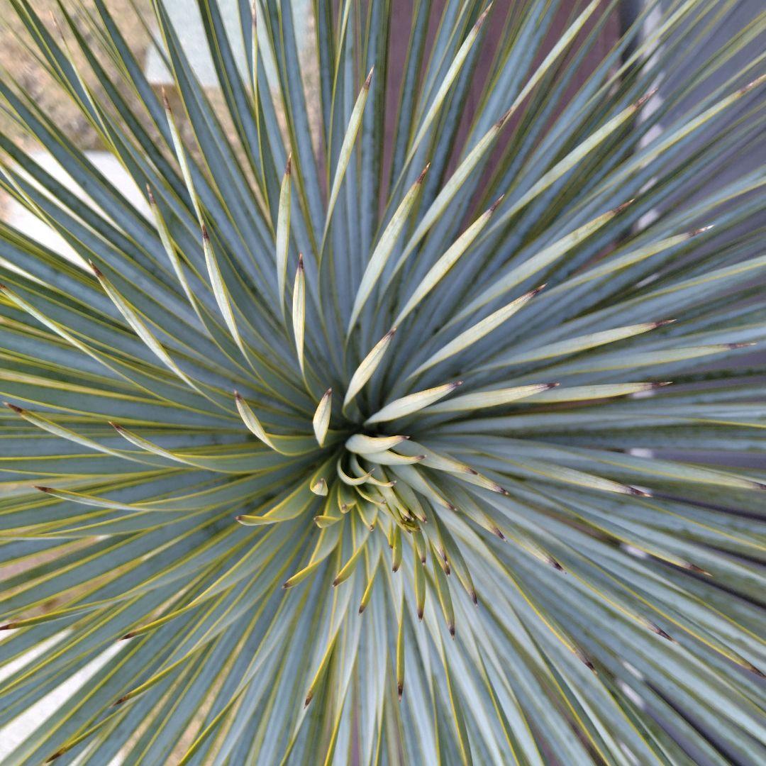 #85 ユッカ ロストラータ yucca rostrata（発根済）