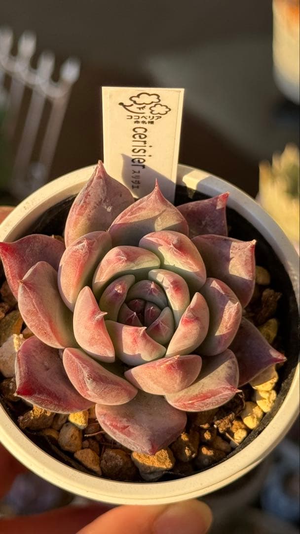 多肉植物　ココベリア命名　スリジエ　札付き　メルカリ便
