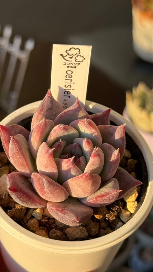 多肉植物　ココベリア命名　スリジエ　札付き　メルカリ便