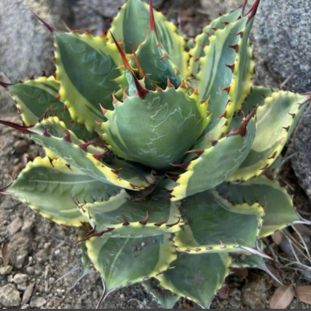 アガベ イリュージョン　ジェレミー株　タグ付き　大きめ　斑入り　錦