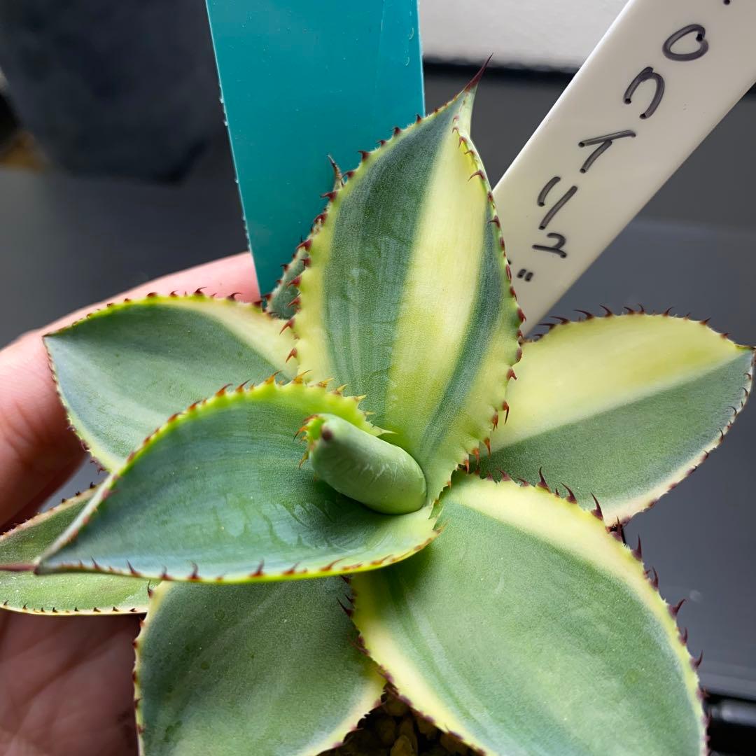 アガベ イリュージョン　ジェレミー株　タグ付き　大きめ　斑入り　錦