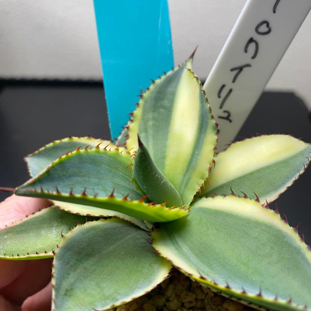 アガベ イリュージョン　ジェレミー株　タグ付き　大きめ　斑入り　錦