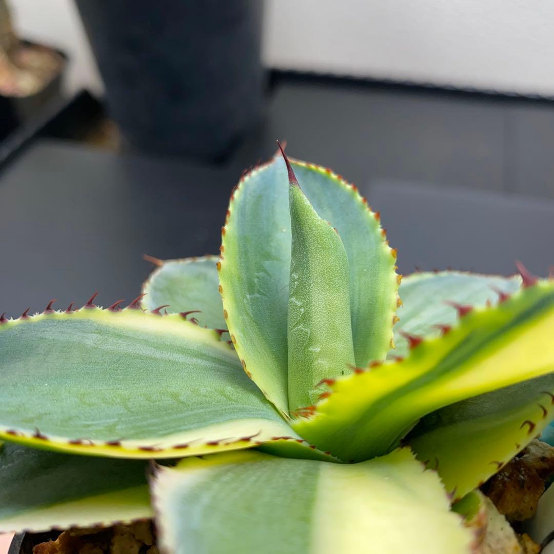 アガベ イリュージョン　ジェレミー株　タグ付き　大きめ　斑入り　錦