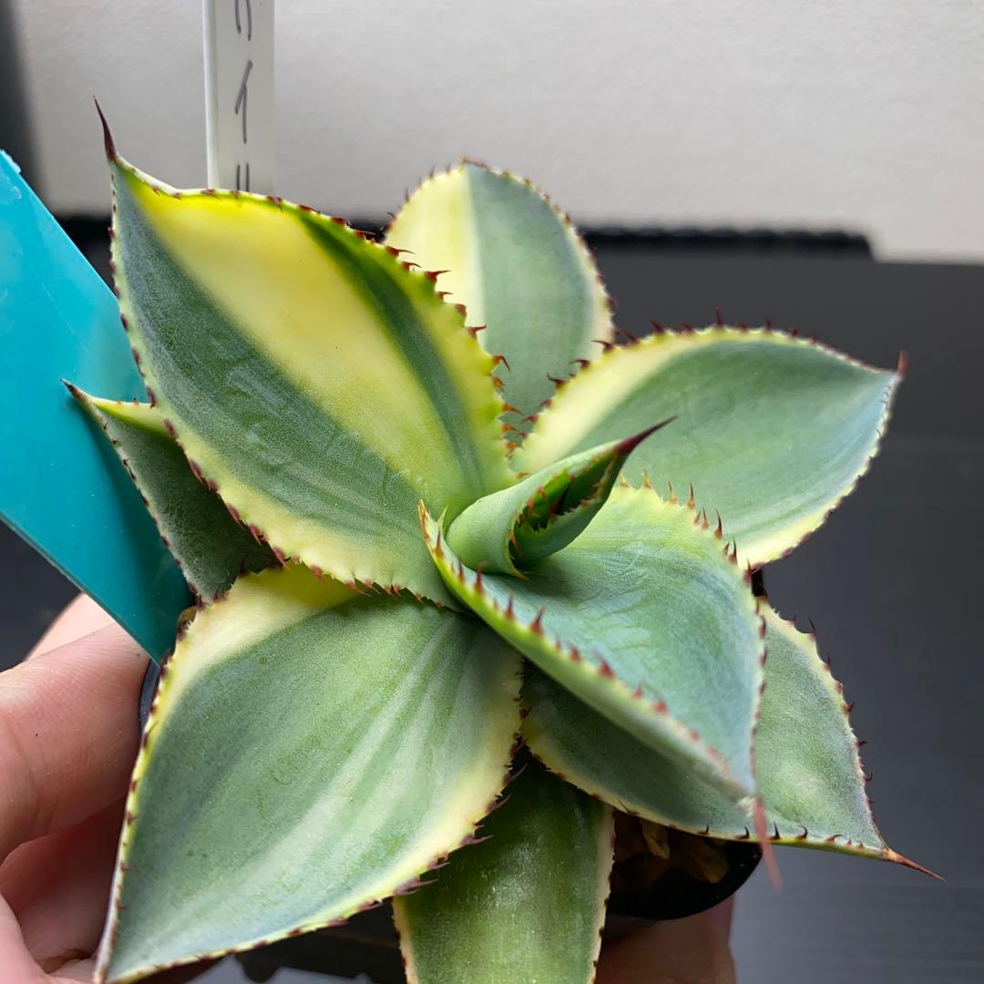 アガベ イリュージョン　ジェレミー株　タグ付き　大きめ　斑入り　錦