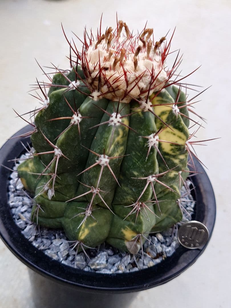 サボテン　メロカクタス　姫冠雲錦　実生　※鉢のまま発送