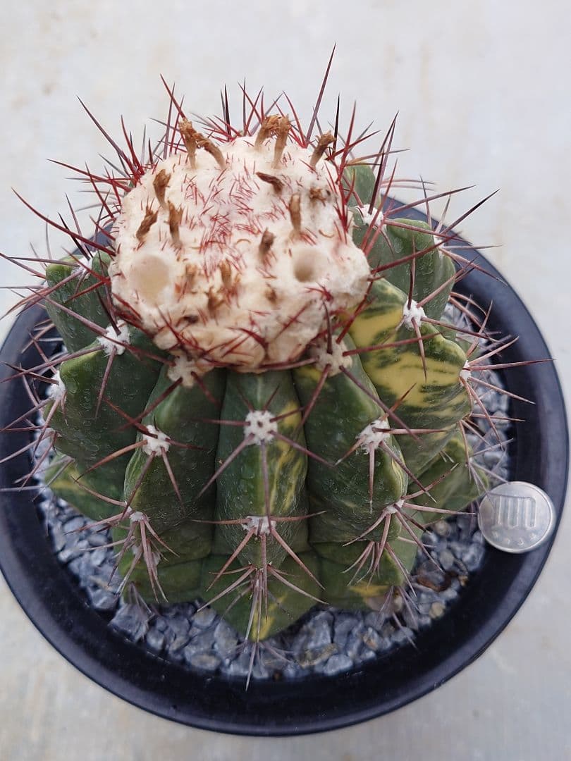 サボテン　メロカクタス　姫冠雲錦　実生　※鉢のまま発送